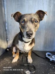 Shelter Stray Male Dog last seen HEB 3323 SE MILITARY DR, 4710 TX-151, San Antonio, TX 78227, USA