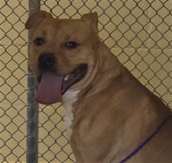 Shelter Stray Male Dog last seen Near BLOCK HICKMAN DR, SANFORD FL, 232 Eslinger Way, Sanford, FL 32773, USA