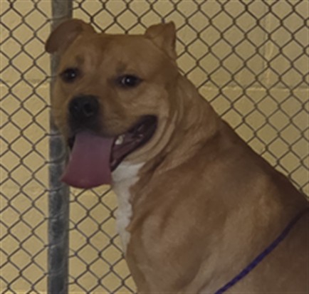 Shelter Stray Male Dog last seen Near BLOCK HICKMAN DR, SANFORD FL, 232 Eslinger Way, Sanford, FL 32773, USA