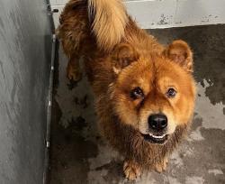 Shelter Stray Male Dog last seen S EUSTIS ST/E CITRUS AVE EUSTIS, 12280 County Rd 448, Tavares, FL 32778, USA