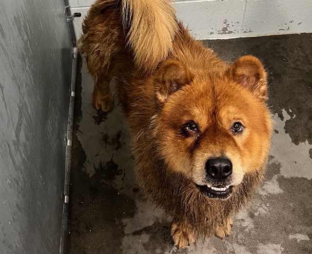 Shelter Stray Male Dog last seen S EUSTIS ST/E CITRUS AVE EUSTIS, 12280 County Rd 448, Tavares, FL 32778, USA
