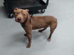 Shelter Stray Male Dog last seen Near BLOCK MCNEIL ST, SPRING LAKE NC 28390, 4704 Corporation Dr, Fayetteville, NC 28306, USA
