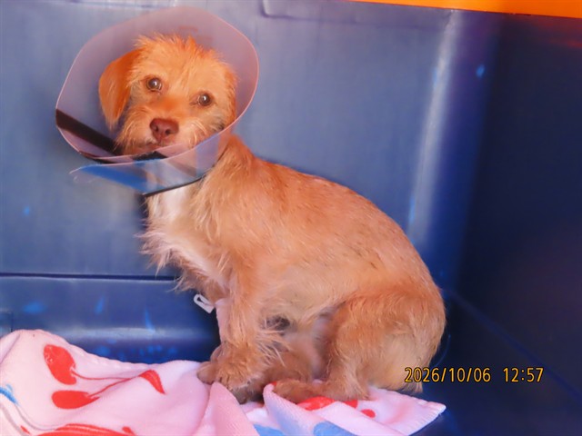Shelter Stray Female Dog last seen Near BLOCK N 7TH ST SCOTTSDALE, 5501 E Van Buren St, Phoenix, AZ 85008, USA