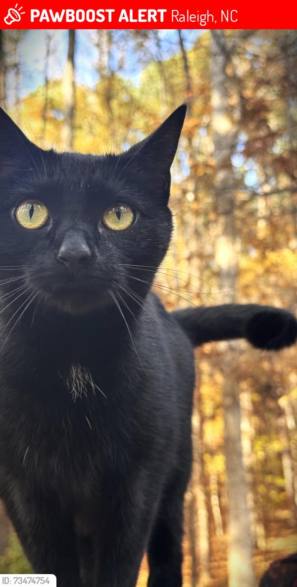 Lost Female Cat last seen Old Creedmoor, Raleigh, NC 27613