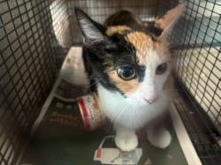 Shelter Stray Female Cat last seen , West Valley Animal Shelter, 20655 Plummer St, Chatsworth, CA 91311, USA