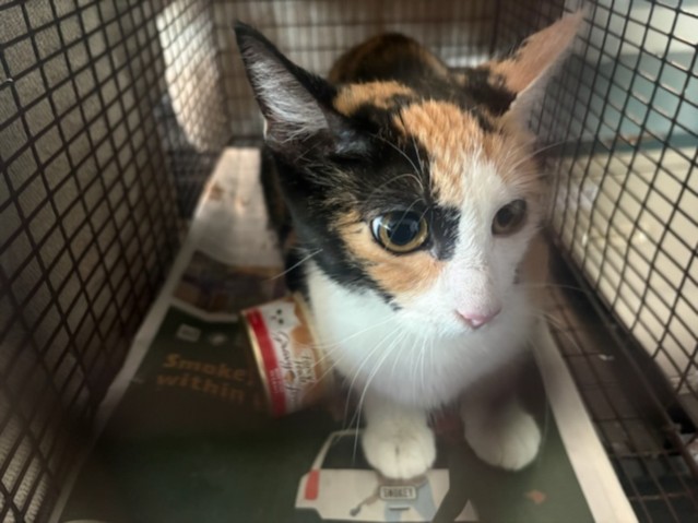 Shelter Stray Female Cat last seen , West Valley Animal Shelter, 20655 Plummer St, Chatsworth, CA 91311, USA