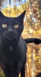 Lost Female Cat last seen Old Creedmoor, Raleigh, NC 27613