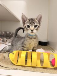 Shelter Stray Male Cat last seen , 16 Barnes Ct, Hayward, CA 94544, USA