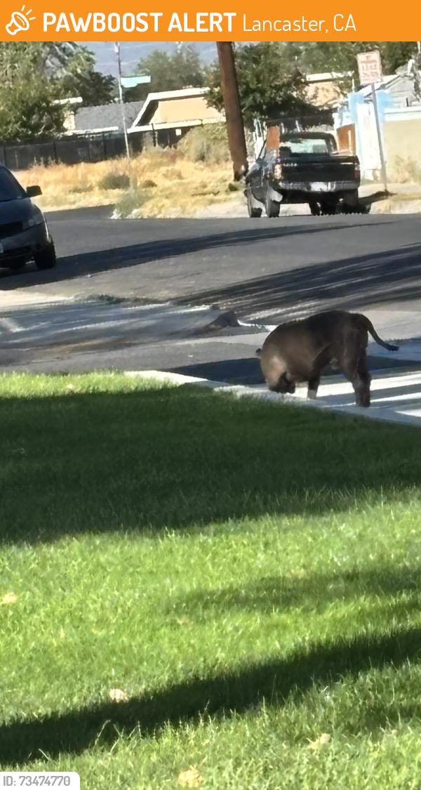 Found/Stray Unknown Dog last seen Jane Reynolds Park - Tennis Court Area, Lancaster, CA 93534