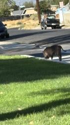 Found/Stray Unknown Dog last seen Jane Reynolds Park - Tennis Court Area, Lancaster, CA 93534