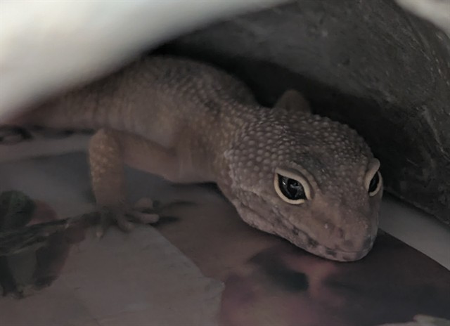 Shelter Stray Unknown Other last seen Near BLOCK N WINONA CT, DENVER CO 80219, 1241 W Bayaud Ave, Denver, CO 80223, USA