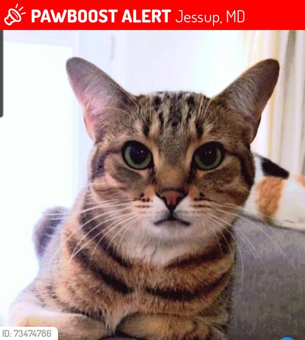 Lost Male Cat last seen Gold and brown tabby, Jessup, MD 20794