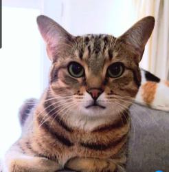 Lost Male Cat last seen Gold and brown tabby, Jessup, MD 20794