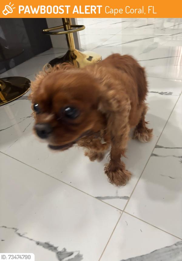 Found/Stray Female Dog last seen Ne 17th ave Cape Coral Florida, Cape Coral, FL 33909