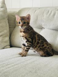 Lost Female Cat last seen Fenton St & Manor Rd, Columbus, OH 43224
