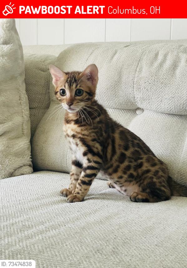 Lost Female Cat last seen Fenton St & Manor Rd, Columbus, OH 43224