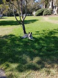 Reunited Male Dog last seen Jefferson Square Park, San Francisco, CA 94115