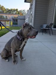 Found/Stray Female Dog last seen Johnson St & Old Mill Rd, Elks, High Point, NC, High Point, NC 27265