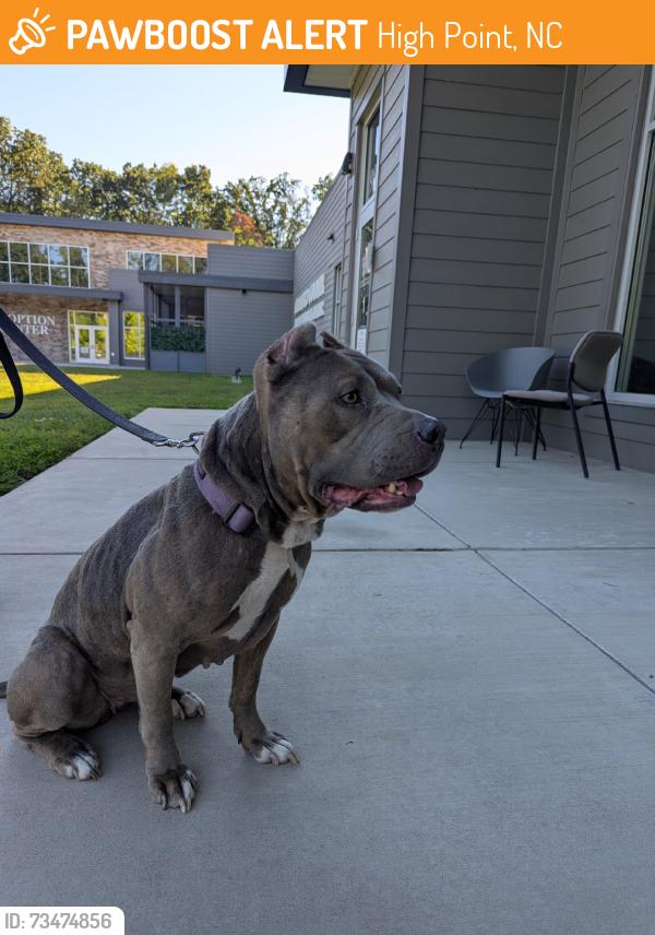 Found/Stray Female Dog last seen Johnson St & Old Mill Rd, Elks, High Point, NC, High Point, NC 27265