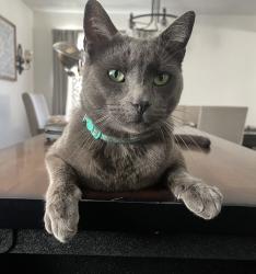 Reunited Male Cat last seen E Fifth St and K Ave, National City, CA 91950