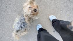 Found/Stray Male Dog last seen Warwick and major, Chicago, IL 60634
