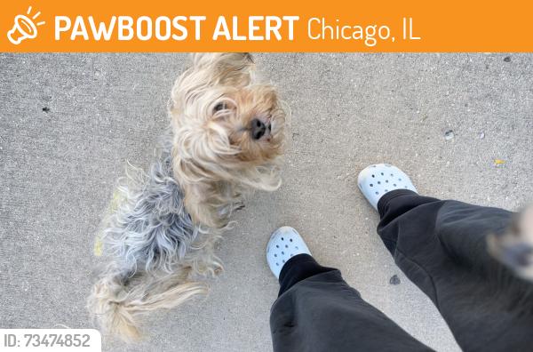 Found/Stray Male Dog last seen Warwick and major, Chicago, IL 60634