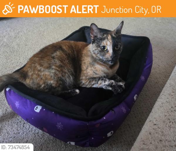 Found/Stray Female Cat last seen Oaklea Middle School, Junction City, OR 97448
