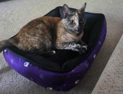 Found/Stray Female Cat last seen Oaklea Middle School, Junction City, OR 97448