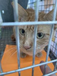 Found/Stray Female Cat last seen Rt 30 & Douglass, Montgomery, IL 60538