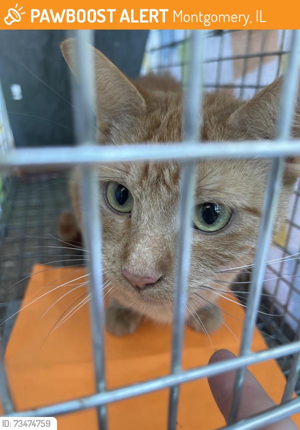 Found/Stray Female Cat last seen Rt 30 & Douglass, Montgomery, IL 60538