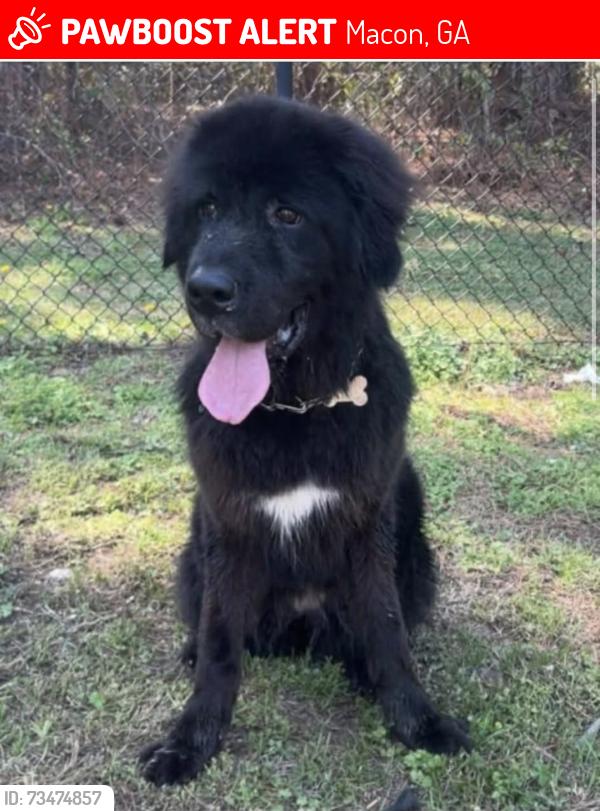 Lost Female Dog last seen Chapman road and RL wheeler rd, Macon, GA 31211