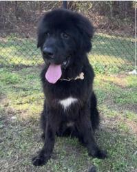 Lost Female Dog last seen Chapman road and RL wheeler rd, Macon, GA 31211