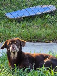Found/Stray Unknown Dog last seen Palmer Park Rd, Hyattsville, MD 20785