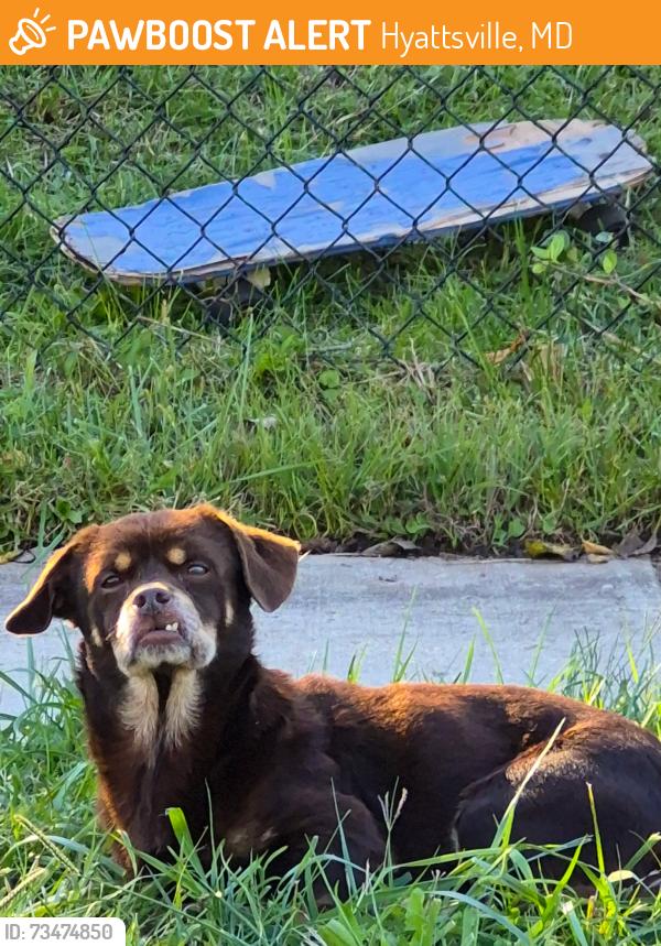 Found/Stray Unknown Dog last seen Palmer Park Rd, Hyattsville, MD 20785