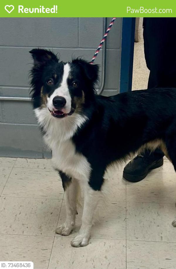 Reunited Male Dog last seen Hewitt between Hamline and Albert, Saint Paul, MN 55104
