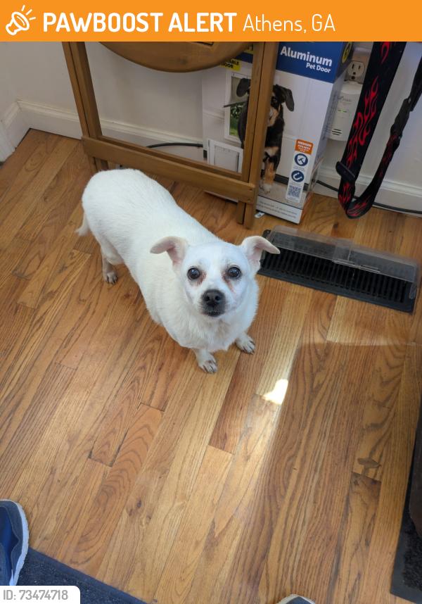 Found/Stray Female Dog last seen Oglethorpe Ave and Knottingham Dr., Athens, GA 30606