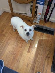 Found/Stray Female Dog last seen Oglethorpe Ave and Knottingham Dr., Athens, GA 30606