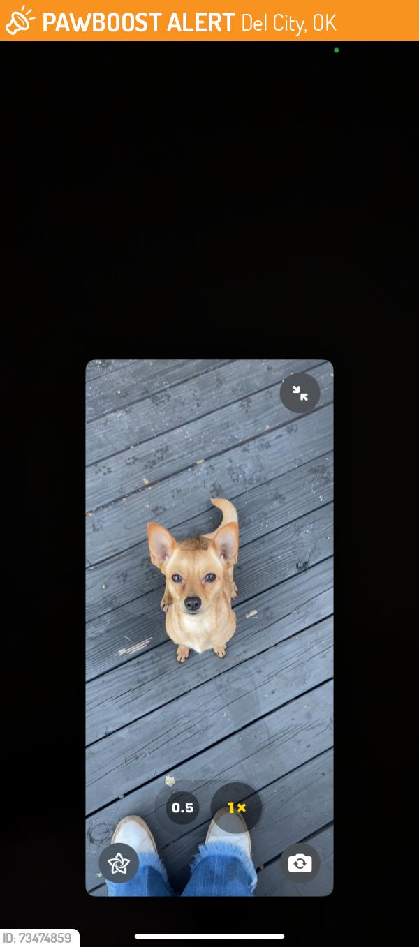 Found/Stray Female Dog last seen Bryant, Del City, OK 73115
