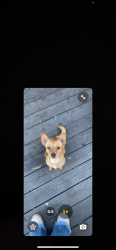 Found/Stray Female Dog last seen Bryant, Del City, OK 73115