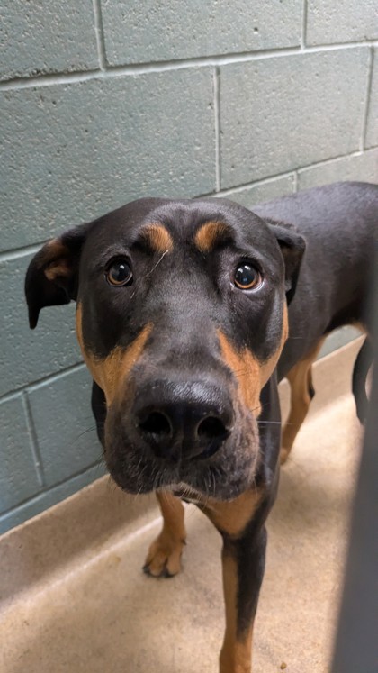 Shelter Stray Female Dog last seen 16th Av/ Embarcadero Ave, Oakland, CA, 1101 29th Ave, Oakland, CA 94601, USA