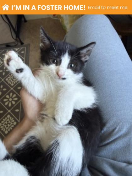 Shelter Stray Male Cat last seen Near Giles rd, 21225, MD, 2490 Giles Rd, Baltimore, MD 21225, USA