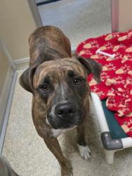 Shelter Stray Female Dog last seen corner of Kenworth and Franklin, Hamilton, OH, 1820 Princeton Rd, Hamilton, OH 45011, USA