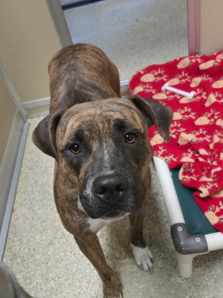 Shelter Stray Female Dog last seen corner of Kenworth and Franklin, Hamilton, OH, 1820 Princeton Rd, Hamilton, OH 45011, USA