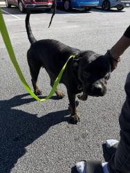Shelter Stray Female Dog last seen Near Campbellton Road SW, Atlanta, GA, 1251 Fulton Industrial Blvd NW, Atlanta, GA 30336, USA
