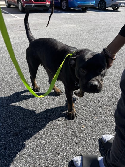 Shelter Stray Female Dog last seen Near Campbellton Road SW, Atlanta, GA, 1251 Fulton Industrial Blvd NW, Atlanta, GA 30336, USA