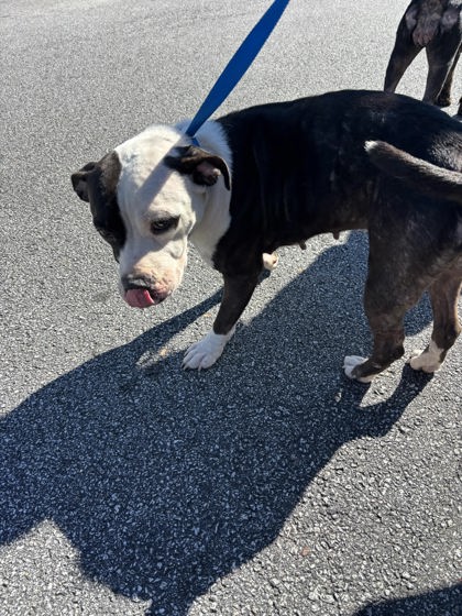 Shelter Stray Female Dog last seen Near Campbellton Road SW, Atlanta, GA, 1251 Fulton Industrial Blvd NW, Atlanta, GA 30336, USA