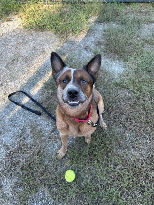 Shelter Stray Male Dog last seen Reston, VA 20194, Reston Pkwy & Lake Newport Rd, Fairfax County, VA, 4500 West Ox Rd, Fairfax, VA 22030, USA