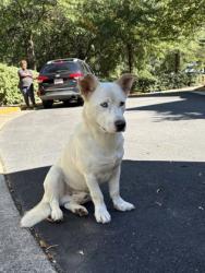 Shelter Stray Male Dog last seen Fairfax, VA, 22031, Williams Dr&WillowOaksCorpDr, Fairfax County, VA, 4500 West Ox Rd, Fairfax, VA 22030, USA