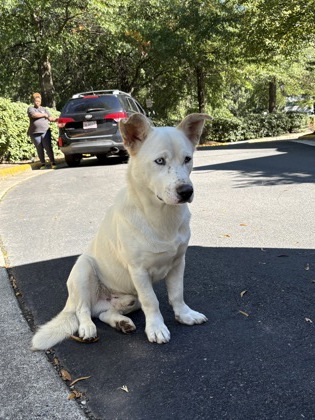 Shelter Stray Male Dog last seen Fairfax, VA, 22031, Williams Dr&WillowOaksCorpDr, Fairfax County, VA, 4500 West Ox Rd, Fairfax, VA 22030, USA