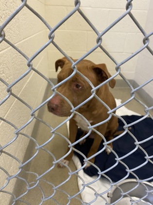 Shelter Stray Female Dog last seen Near 41st Street, VB AC, FL, 6230 77th St, Vero Beach, FL 32967, USA